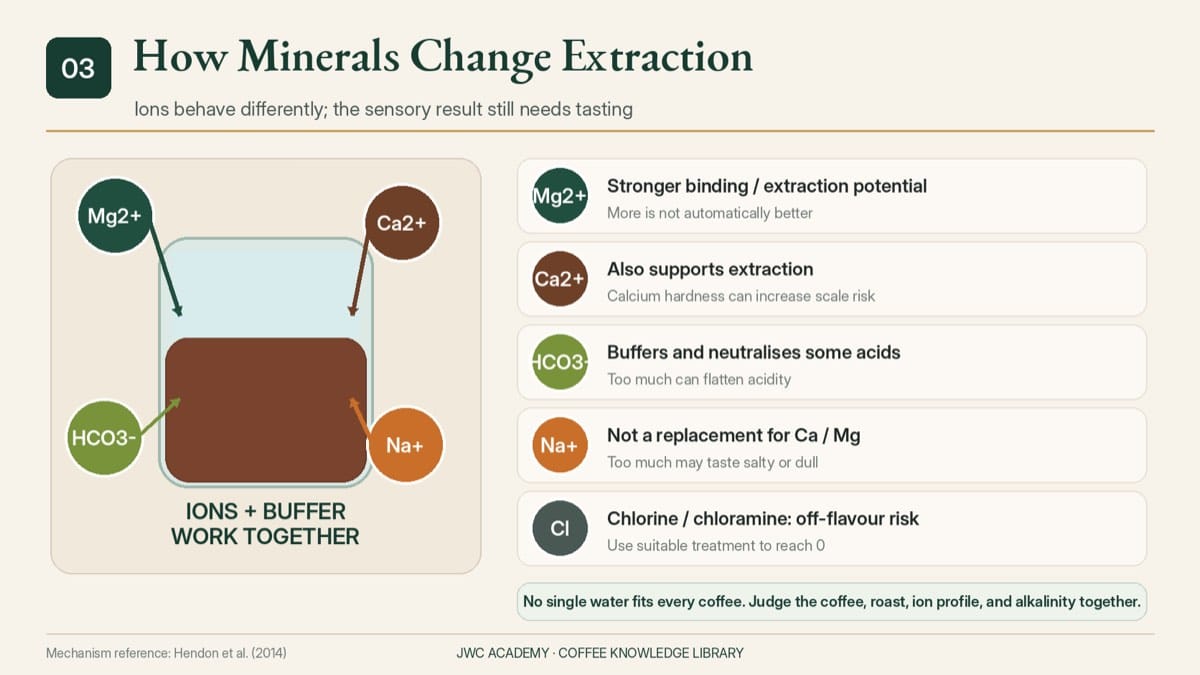 How magnesium, calcium, bicarbonate, sodium and chlorine affect coffee